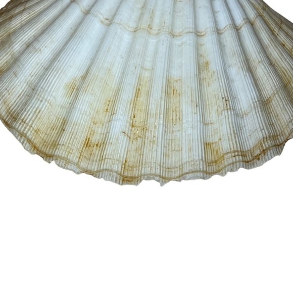 Scallop Baking Shells France Set of 8 Cuisine Crafts Decor - Picture 6 of 9